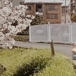 ホシノとお花見してきました